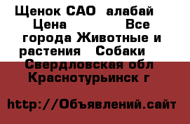 Щенок САО (алабай) › Цена ­ 10 000 - Все города Животные и растения » Собаки   . Свердловская обл.,Краснотурьинск г.